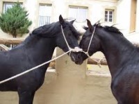 /album/fotogaleria/a2-espa-jpg/